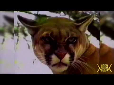 KALAMARKA - AMA AMAZONAS