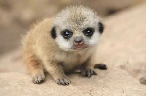 really cute baby meerkats Follow us Animal World | The Amazing Facts