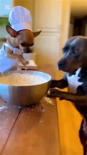 Fresher chef make cake recipes! pitbulldog vs puppy🐶🍞#funnyclips #petHeroes #viral #treding