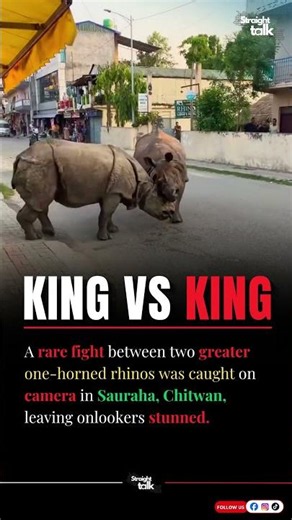 Rhinos Clash on a Public Road 😳🦏 | Video Goes Viral Online #rhino #nature #wildlife #viral #foryou
