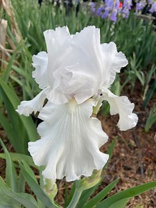 Immortality White Large Bloom Iris Plant, Rhizome - Etsy