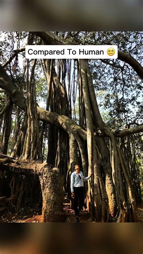 This Baobab Tree looks MASSIVE... Until you see the Great Banyan Tree 🌳😱