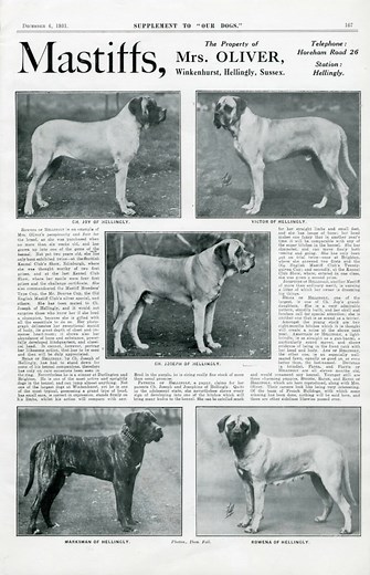 1.2K views · 25 reactions | ️ Master Blaster Mastiffs ️...