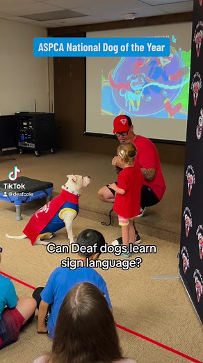 558K views · 23K reactions | A Deaf Pitbull as a Superhero?! 100% #deafdog #deafdogsrock #aspca #rescuedogsofinstagram #pitbullsofinstagram #dog #superhero #signlanguage | Cole the Deaf Dog- The Team Cole Project | Facebook