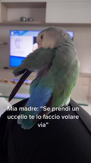 Parrots Compilation: Funny Moments and Mishaps with Roseicollis and Inseparable Parrots