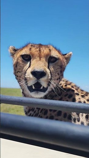 The Serengeti 4K - Scenic Wildlife Film With African Music #serengeti #4k #wildlife #music