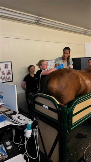Piedmont Equine Practice on Instagram: "Dr. Stephanie Wilkinson performs ultrasound-guided SI injections on a horse at the clinic with assistance from Dr. Claire Long, Kyndal, and extern Tiana. . . #piedmontequinepractice #equinevets #equinevetmed #equineclinic #equinehospital #horsehealth #horsedoctor #vetmed #equineinternship #vetassistant #vetassistantlife #horsepeople #equinesportsmedicine #equineathlete #horsesofinstagram"