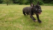 One cute black French Bulldog puppy running around the grass outdoor...