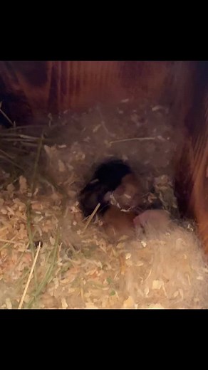 ✨ Excited for these long-awaited Netherland Dwarf babies! ✨ #🐰❤️ #netherlanddwardbunny #babybunnies #oc #socal #holidayvibes #christmasbabies | SoCal Precious Rabbitry