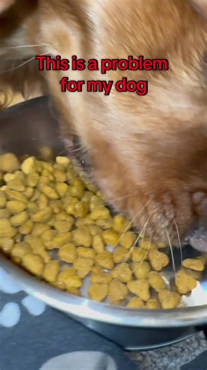 Innovative Slow Feeders for Chow Down Dogs