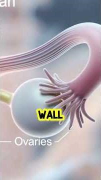 wins Pregnancy at 4 Weeks Early Embryo Development 3D Visualization #pregnancy #shorts #viral