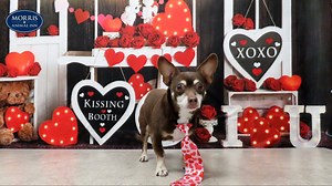 12 reactions | Meet lovely Dachshund Chihuahua Mix, Lonzo!  Lonzo...