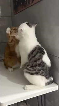 "Unbelievable Cat Aggression: Shocking Moments Caught on Video!"#cats