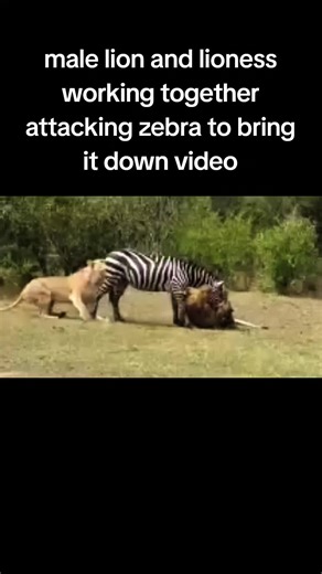 male lion and lioness working together attacking zebra to bring it down video #amazinganimalsworld #Wildlife #wildlife2024 #wildanimals2024
