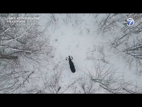 Drone captures rare moment moose sheds antlers in Canadian forest