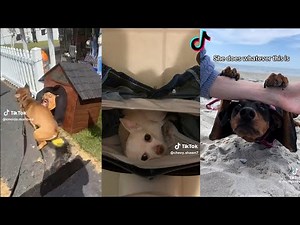 Funny Cats & Dogs | Viral tiktok compilations 🐶 #8