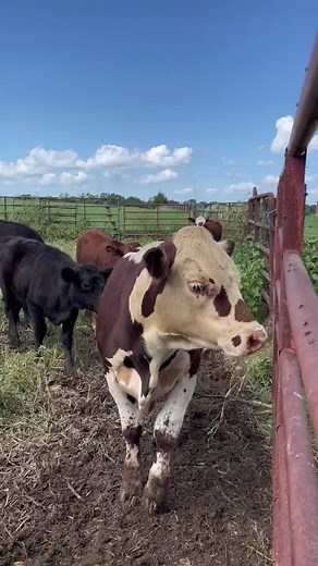3K views · 103 reactions | Young Hereford bull. Certified Hereford Beef, American Hereford Association, National Junior Hereford Association #farmlife #hereford #cattle | Kentucky Farm Life | Facebook