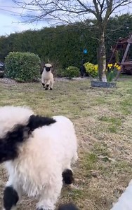 Cute Sheep | Farmer's Life Story