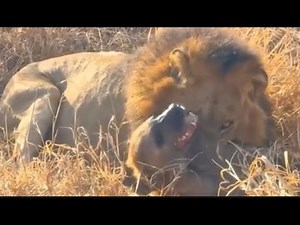 LION CRUSHES Hyena in Brutal Show of Power!