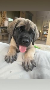 Drusilla Hello, dear hearts. ❤️ My name is Drusilla, and I'm an 8-week-old English Mastiff looking for my absolutely forever family. Among my three sisters, I dare say I'm the prettiest—and certainly the darkest. My facial expressions, darlings, are to die for. Unlike my big oaf of a sister, I don’t need to be the center of attention all the time. I adore affection, but I’m not a drama queen about it. I love to play, dear hearts, and I love to sleep—play and sleep, sleep and play. I'm not one to