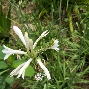 20 reactions | The praying mantis, with its graceful and captivating...