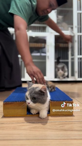 Lancar hasil barokah 🤲🏻🤲🏻🤲🏻 #lordsongo #jasapacakbsh #pacakmunchkin #pacakbshkediri #omahkucingkediri