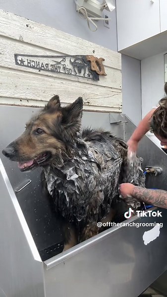 Grooming a Long Haired German Shepherd: Meet Nash
