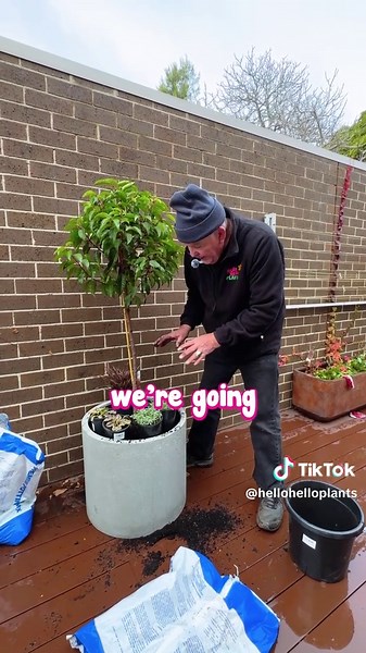 Hello Hello Plants Nursery on TikTok