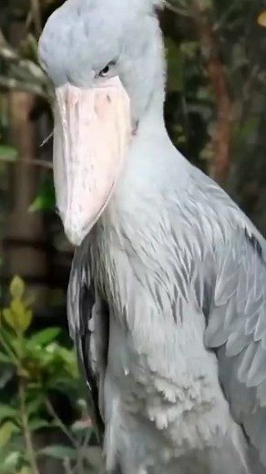Meet the Majestic Shoebill Stork: The Stealthy Giant of the Bird World
