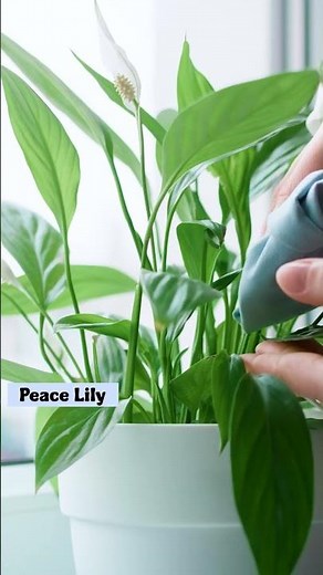 Best Low Maintenance Indoor Plants for Beginners #lowmaintenanceplants #houseplants #indoorplants