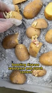 9.7K views · 153 reactions | How to maximize your potato yield? #garden #gardening #gardentips #gardeningtips #garden101 #plant #planting #plants #plantingtips #agriculturelife #farming #agriculture #agriculturetiktok | Planting Fever | Facebook
