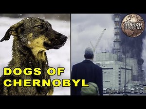 All The Dogs Still Living In Chernobyl
