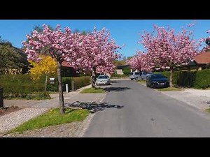 An alley of Prunus Serrulata Kanzan cherry blossom, pruned trees blooming