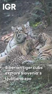 Adorable Tiger Cubs Make Their Debut at Ljubljana Zoo | IGR | India Global Review