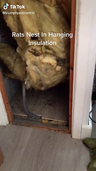 Rats Nest in Attic Inspection | Triumph Pest Control