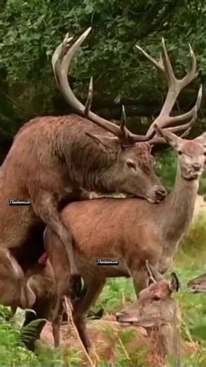 Elk mating video #usa🇺🇸 #unitedstates #usatiktok🇺🇸 #usa🇺🇸 #adventure #fyp #losangeles #usa #germany #fyp #canada #fypシ゚viral #foryoupage #American #usatiktok🇺🇸 #usatiktok🇺🇸