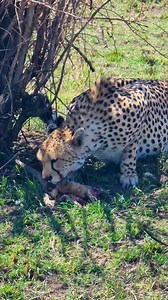 249K views · 2.9K reactions | Snacktime for this cheetah! #lalashemaasaimara #luxurysafari To enquire about, or book, a safari at one of Lalashe Maasai Mara's Camps you can email reservations@lalashemara.com Call or WhatsApp +254727111195 or visit the website at www.lalashemara.com Download our brochures to learn more about the camps: www.lalashemara.com/brochures | Rob The Ranger Wildlife Videos | Facebook