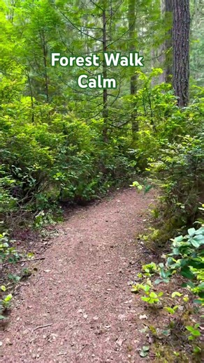 🌲 Forest Walk Calm | McCormick Forest Park 🌿