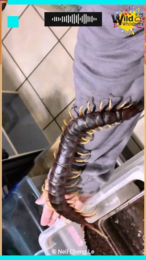 The world largest centipede. #reels #foryou #insects #centipede #animalworld | Insect Insider