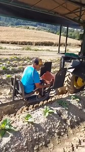 1.5M views · 5.6K reactions | How Tobacco is Grown and Harvested in Brazil  #TobaccoFarming #BrazilianAgriculture #FarmingLife | Fact Mentor | Facebook