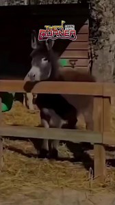 أول وأقوى محل بالأردن بأحدث أجهزة الـGaming 💻🕹️ 5070ti و أسالني عن ال Vip 🤩🤩 🎮🚨 تحديث كبير في The Corner Gaming Center! لو بدك تجربة مختلفة، سريعة، @خرافية… تعال وجرب بنفسك! @top fans #playstation5games #cornergaming #videogames #pubg #funtimes #videogaming | The Corner Gaming Center