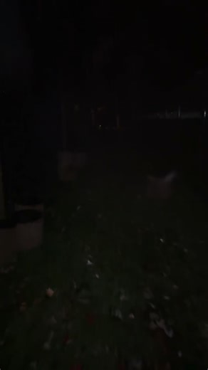 😹 The myth that foxes routinely prey on healthy cats is just that - a myth. They might act suspicious around cats, or even chase one away or up a tree if it wanders too close to their den of kits, but in general? Foxes are actually pretty intimidated by cats! Many adult domestic cats actually outweigh wild foxes, who usually only weigh around 8-12 pounds under all that fluff - the majority of the time being under 10 pounds! I can’t tell you how many times I’ve seen trail camera or doorbell foot