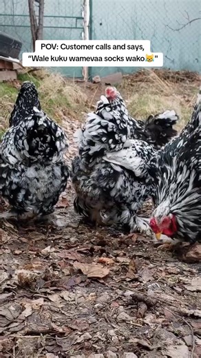 Discover the Spotted Black Brahma Chicken's Charm