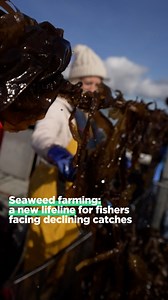 More and more fishers are turning to aquaculture as fish stocks decline. 🎣 Seaweed is emerging as a promising alternative, and demand for it is increasing across Europe. 🌿🌊 Watch the full report 👉 bit.ly/3KjAsdZ #Ocean w/ EU Maritime & Fish #GreenWeek | Euronews Green