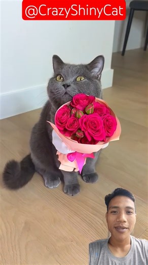 Getting A Replacement Cat 😻😻 #cat #funny #catlovers #animallovers