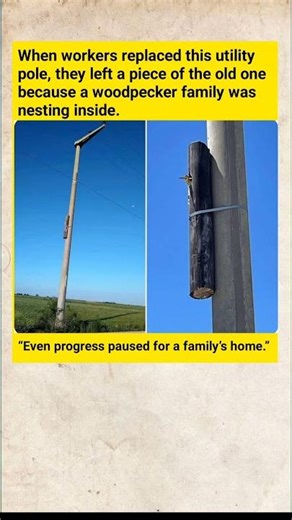 Why This Utility Pole Has a Secret Door| The Incredible Reason They Left It Behind