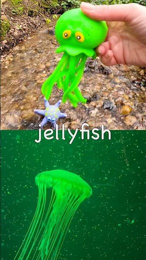 Kids Learn | Sea Animal Names at the Stream: Whale Manatee Spider Crab Jellyfish Boxfish