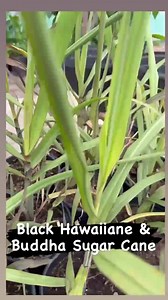 Sugarcane Buddha Hilo Belly & Hawaiian Black Rooted Plants - Etsy
