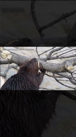 Busy Beaver in Action | Watch a Canadian Icon Build Its Dam 🦫