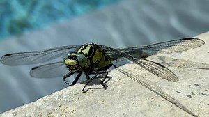 Dragonfly, Insect, Blue. Free Stock Video